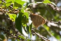 SATYRIDAE, Corades enyo